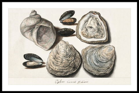 Vintage Oysters, Mussels and Moon Horn by Anonymous