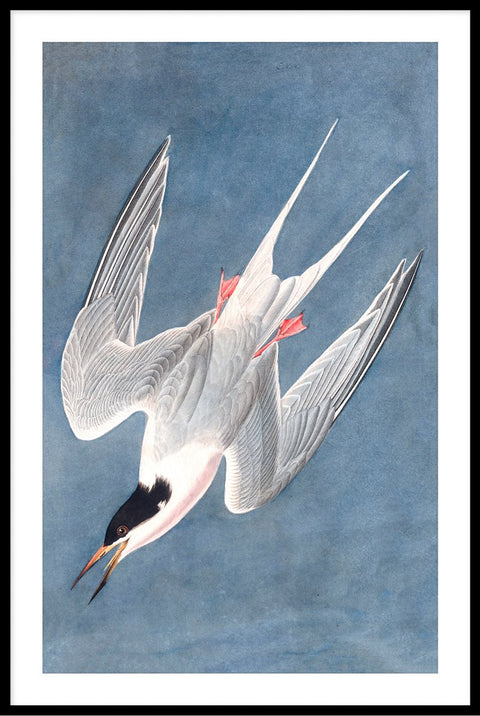 Vintage Roseate Tern
