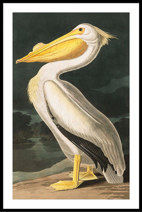 Vintage White Pelican