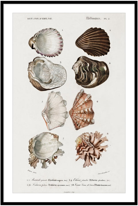 Vintage Molluscs Pl 05.