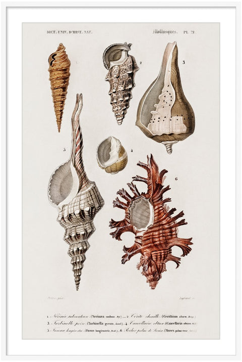Vintage Molluscs Pl 21.