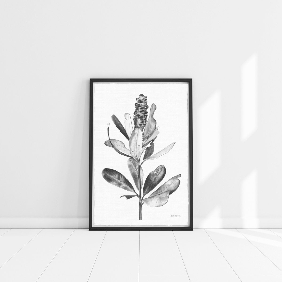 Ballerina Banksia
