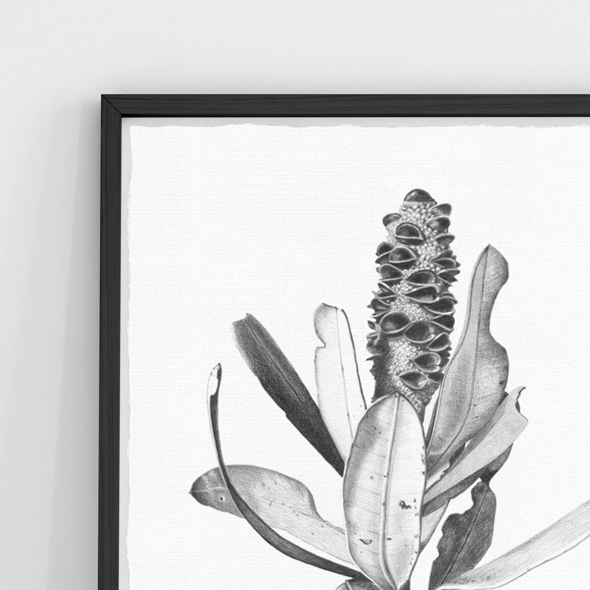 Ballerina Banksia