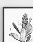 Ballerina Banksia