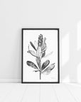 Ballerina Banksia