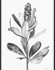 Ballerina Banksia