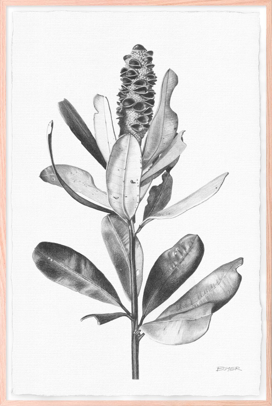 Ballerina Banksia