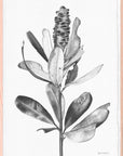 Ballerina Banksia