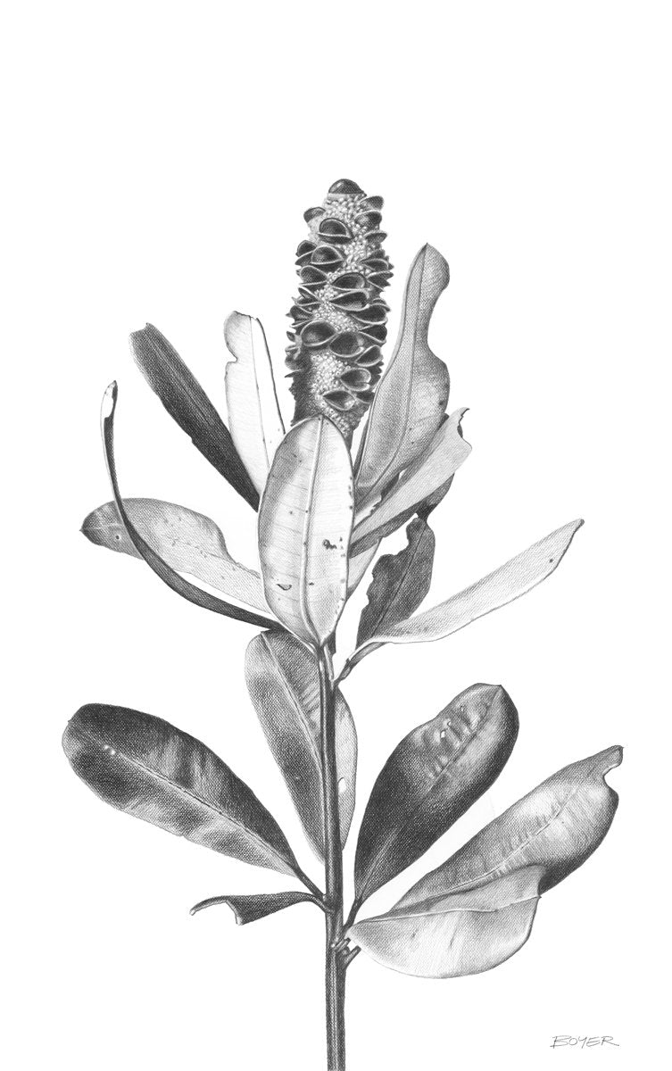 Ballerina Banksia