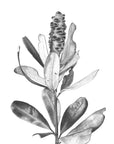Ballerina Banksia