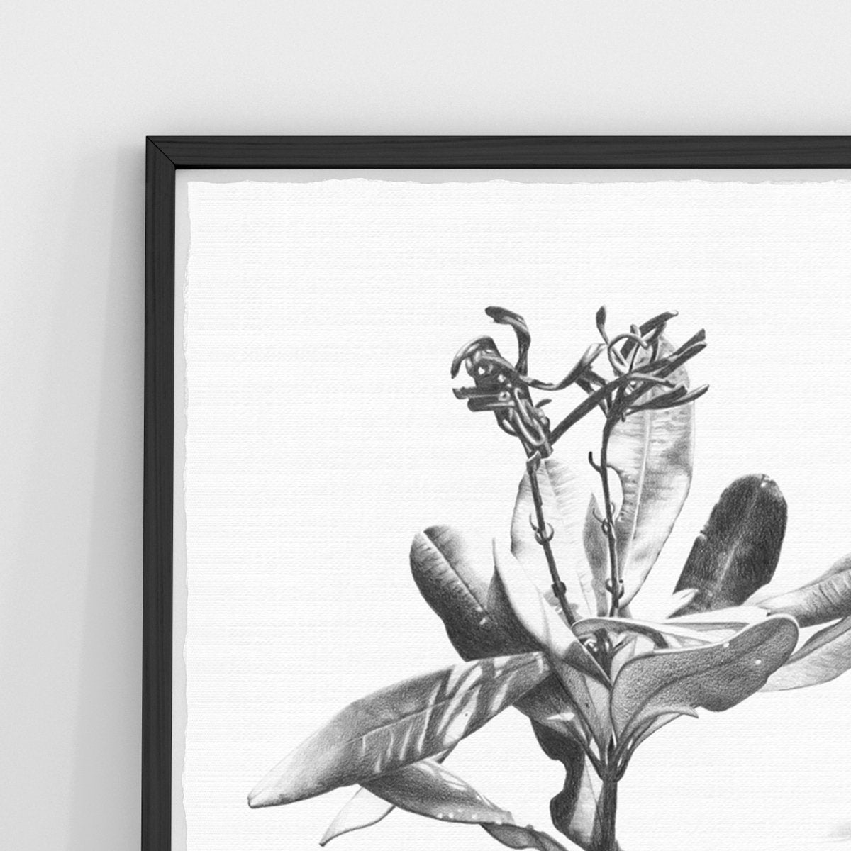 Banksia Dance