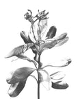 Banksia Dance