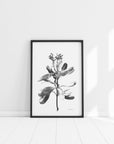 Banksia Dance
