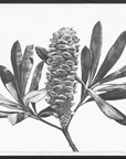 Banksia Fruit