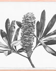 Banksia Fruit