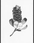 Banksia Pod