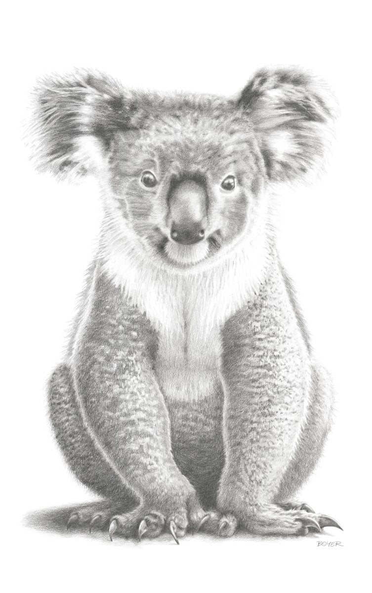 Koala