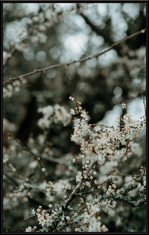 Botanical Blossom White
