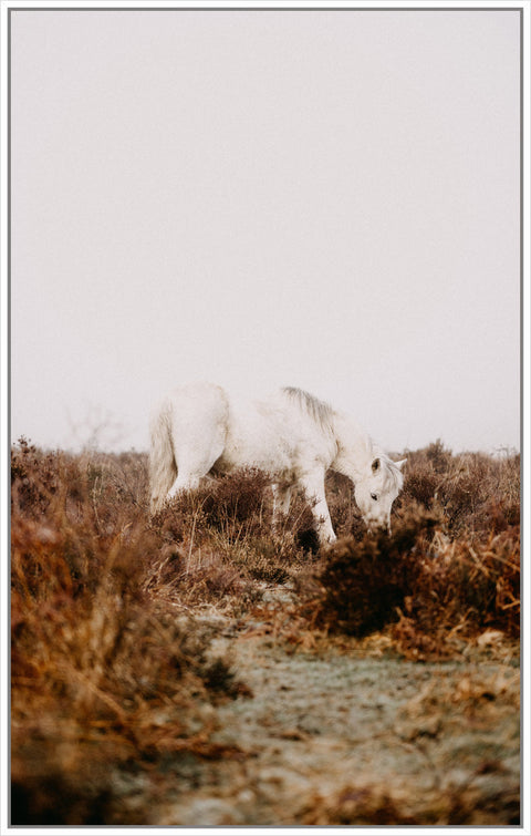 White Horse Autumn