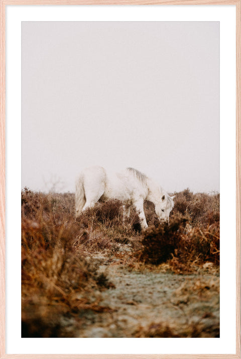 White Horse Autumn