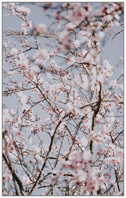 Cherry Blossom 1