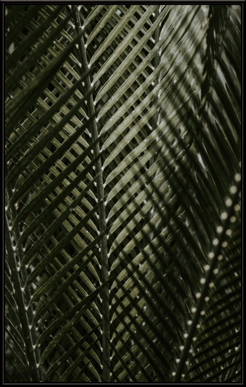 Leaf Closeup Palm