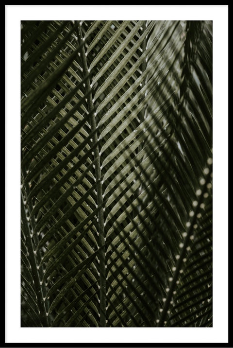 Leaf Closeup Palm