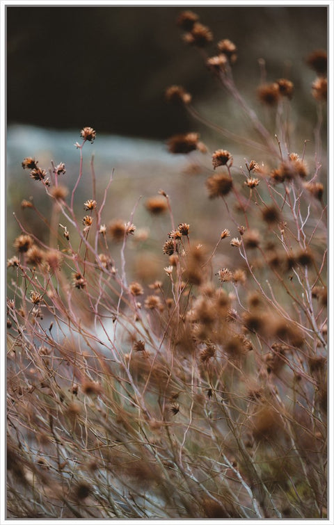 Grass Flowers Rust 1