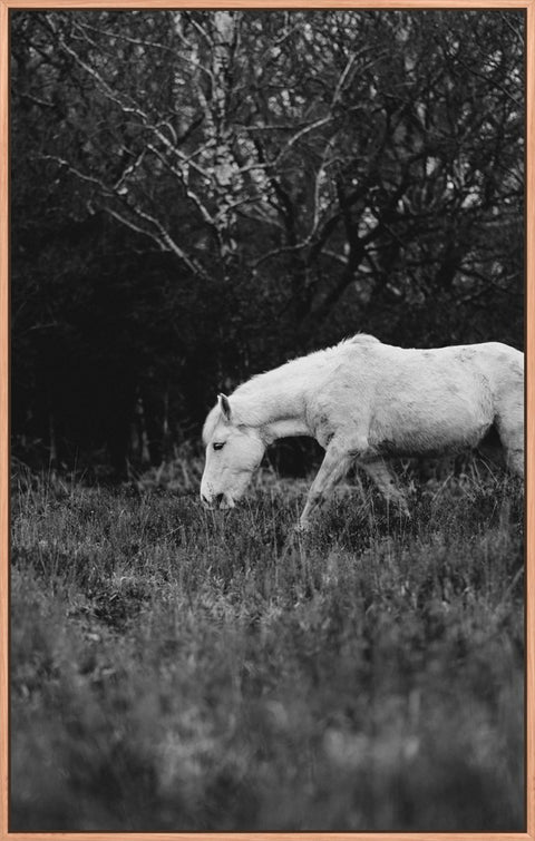 Horse 7 - Black & White