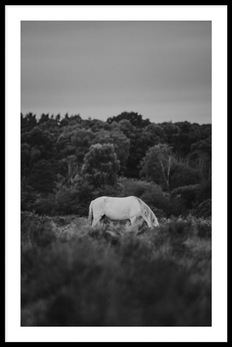 Horse 8 - Black & White