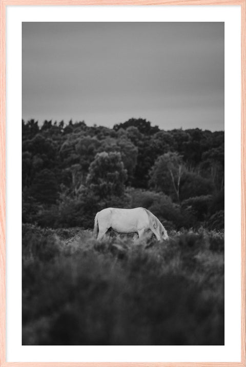 Horse 8 - Black & White