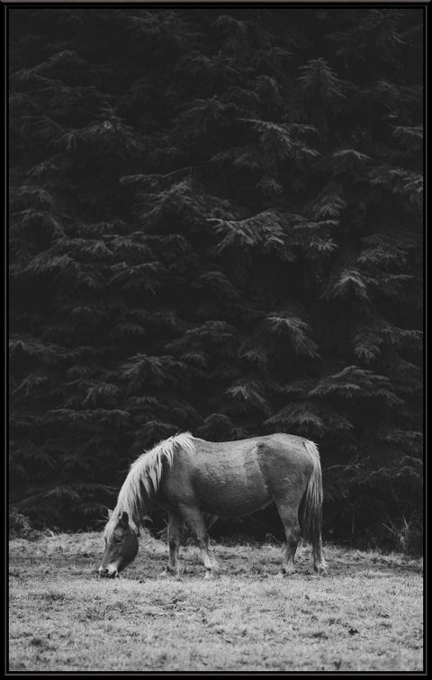 Horse 9 - Black & White