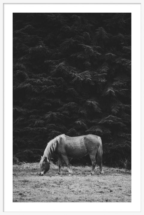 Horse 9 - Black & White
