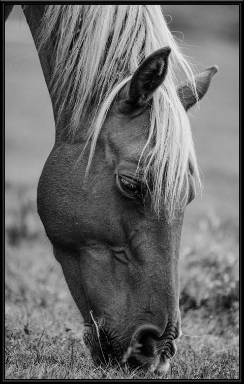 Horse 2 - Black & White