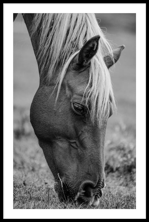 Horse 2 - Black & White