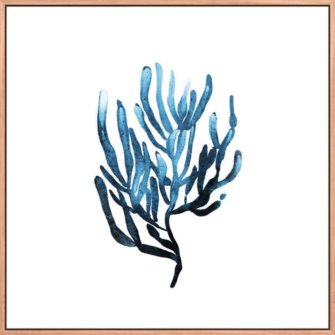 Seaweed 1