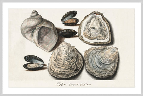 Vintage Oysters, Mussels and Moon Horn by Anonymous