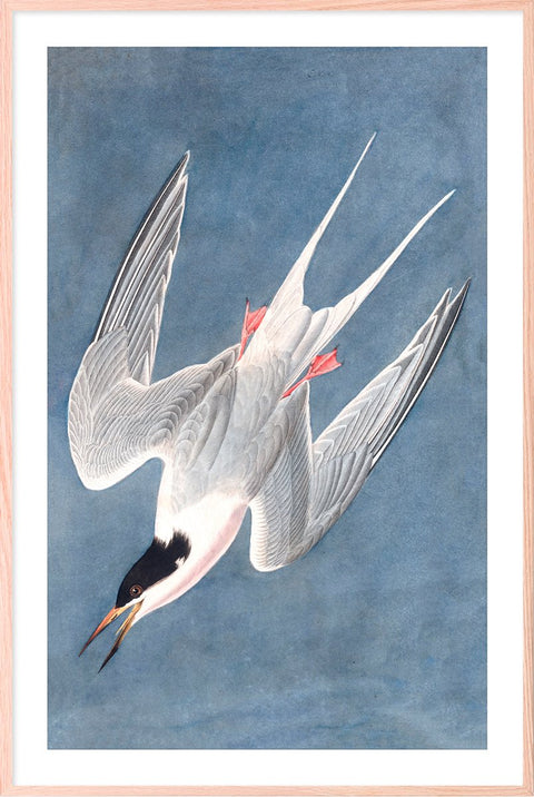 Vintage Roseate Tern