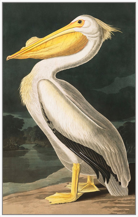 Vintage White Pelican