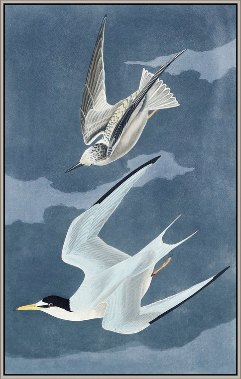 Vintage Lesser Tern