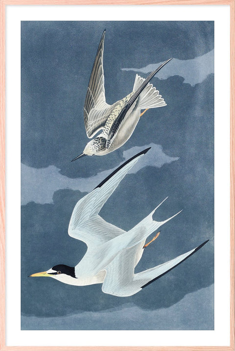 Vintage Lesser Tern