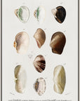 Vintage Molluscs Pl 03.