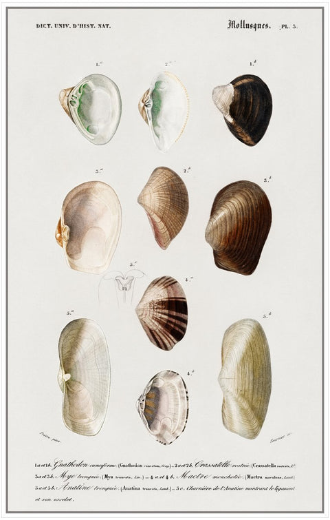 Vintage Molluscs Pl 03.