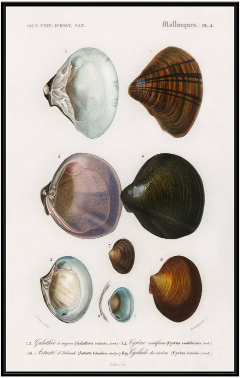 Vintage Molluscs Pl 04.
