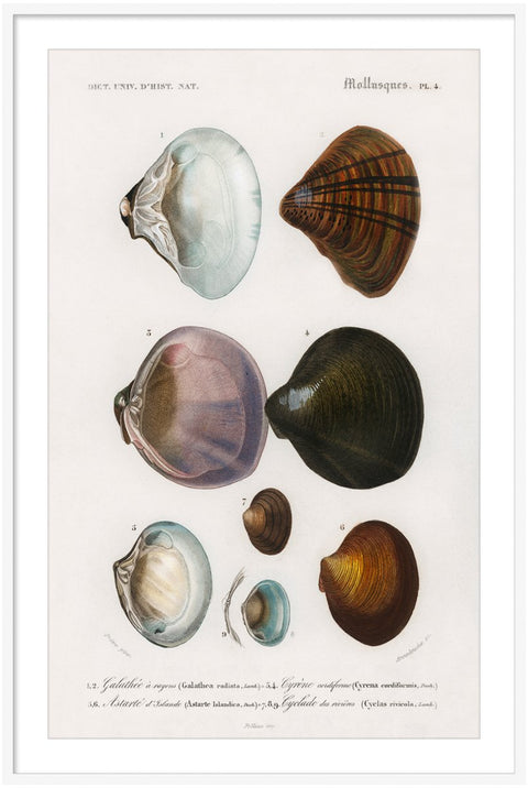 Vintage Molluscs Pl 04.