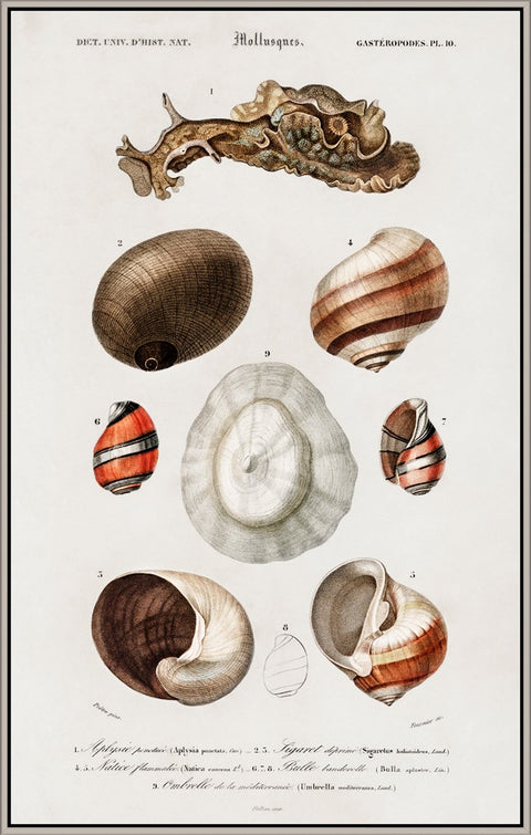 Vintage Molluscs Pl 10.