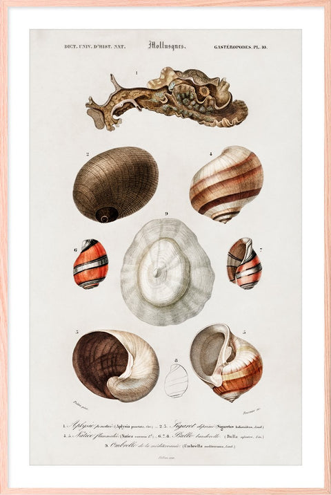Vintage Molluscs Pl 10.