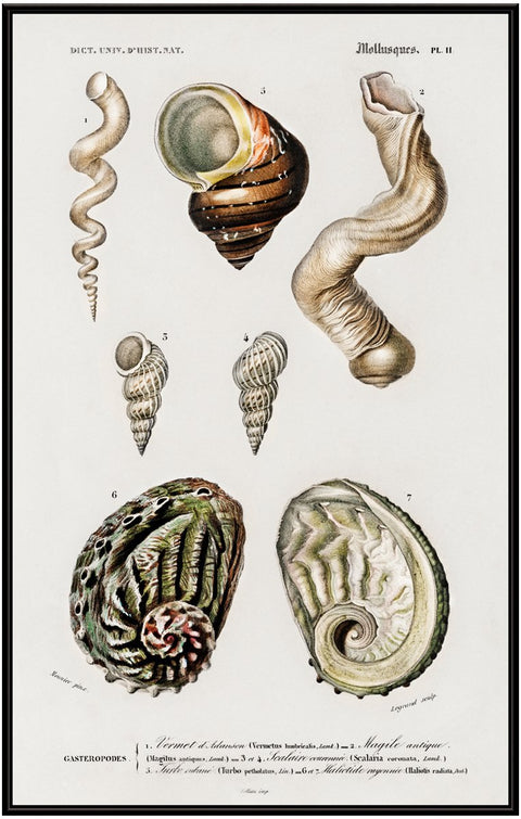 Vintage Molluscs Pl 11.