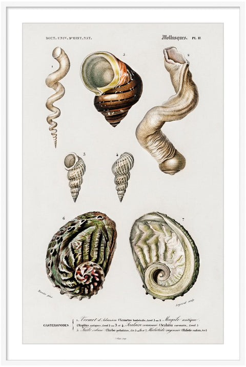Vintage Molluscs Pl 11.