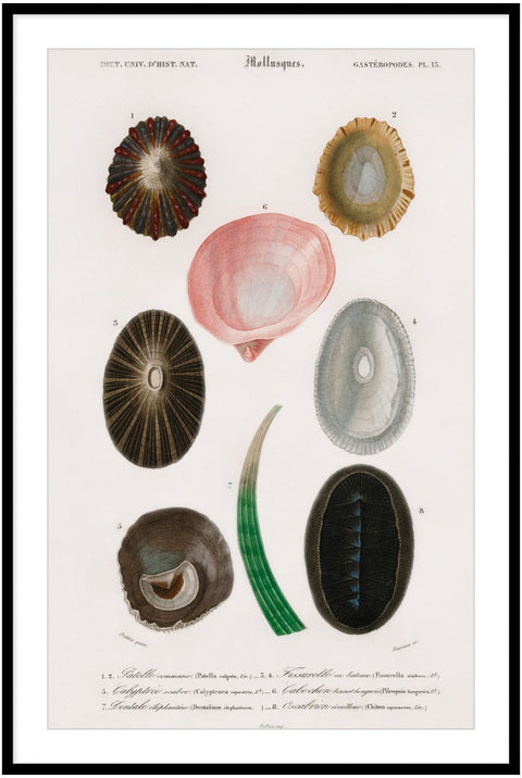 Vintage Molluscs Pl 13.